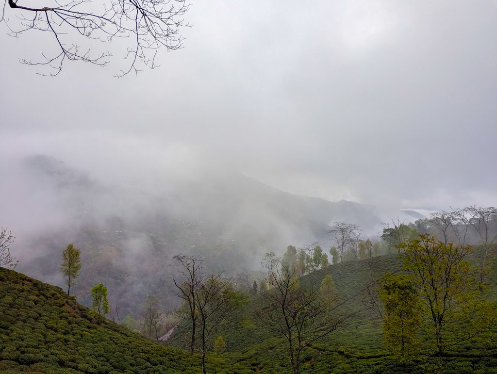 Misty tea gardens in Darjeeling, a popular honeymoon destination
