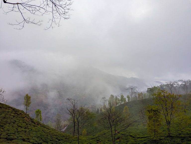 Misty tea gardens in Darjeeling, a popular honeymoon destination
