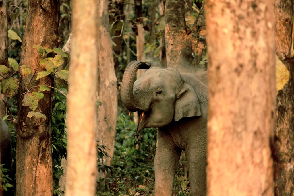 Gorumara National Park in the Dooars region