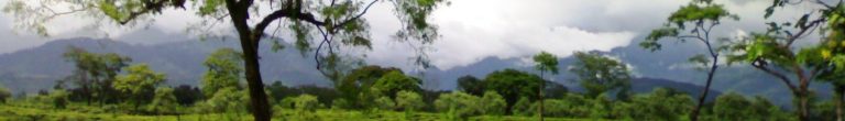 Tea gardens in the Dooars near the Himalayan foothills