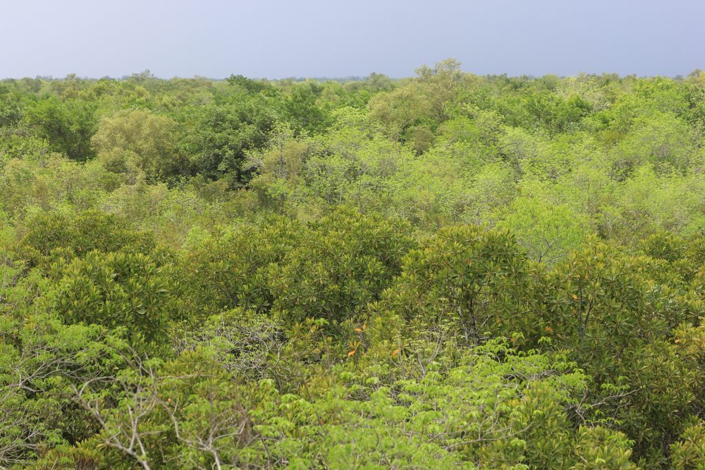 A watchtower in Sundarban National Park used for tiger safaris