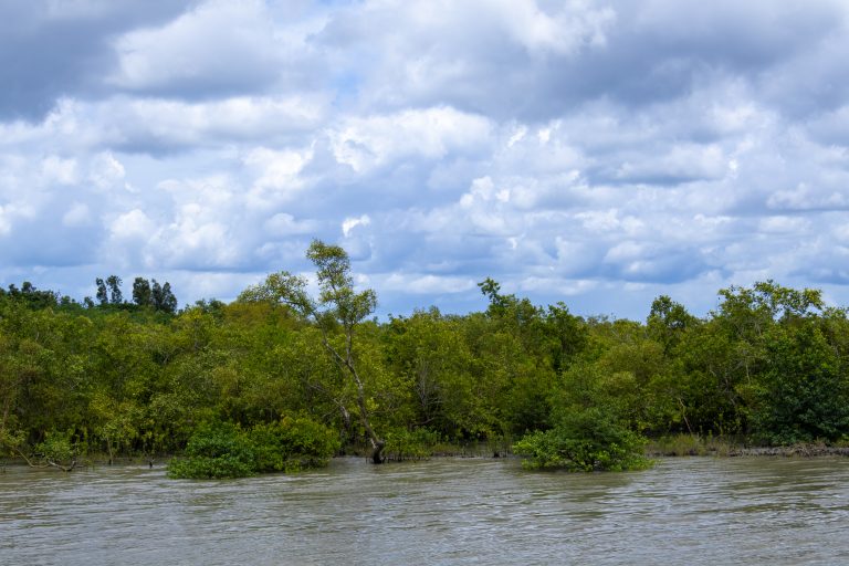 Mangrove wildlife habitat in the Sundarbans
